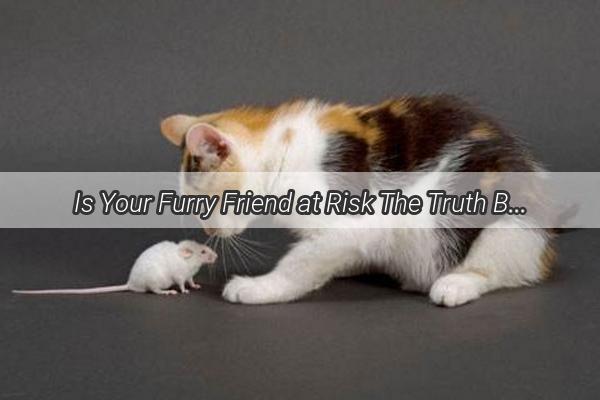 Is Your Furry Friend at Risk The Truth Behind Dogs and the Toxicity of Paw Protection Treats